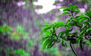 Rainfall brings relief to farmers in Mahottari