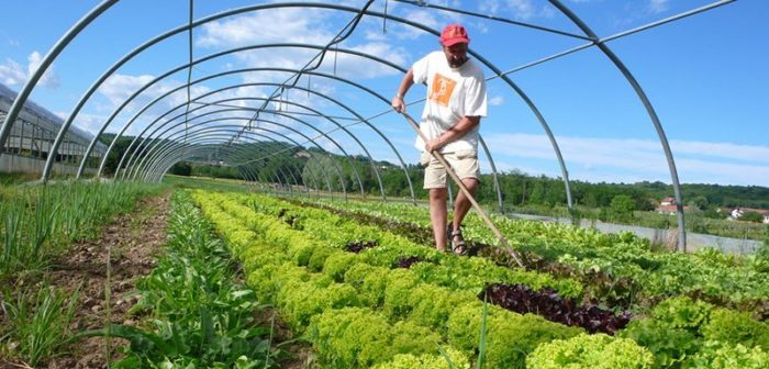 Experts insist on organic farming for better public health