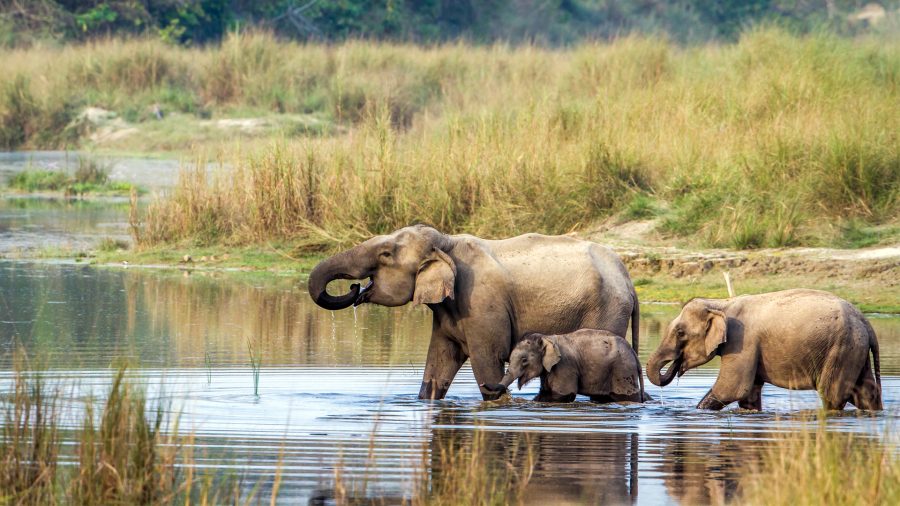 49 wild animals killed in four months in Chitwan National Park