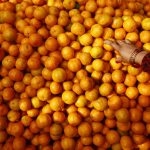 Syangja farmers elated with increase in orange production
