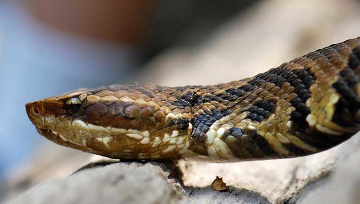 Snakebites kill over 64,000 in India every year: media report
