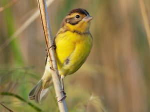 Conservationists express concern over threat to yellow-breasted bunting