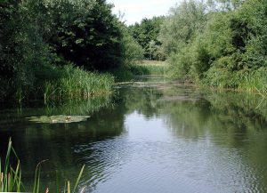 Bio-diversity conservation ponds constructed inside community forests