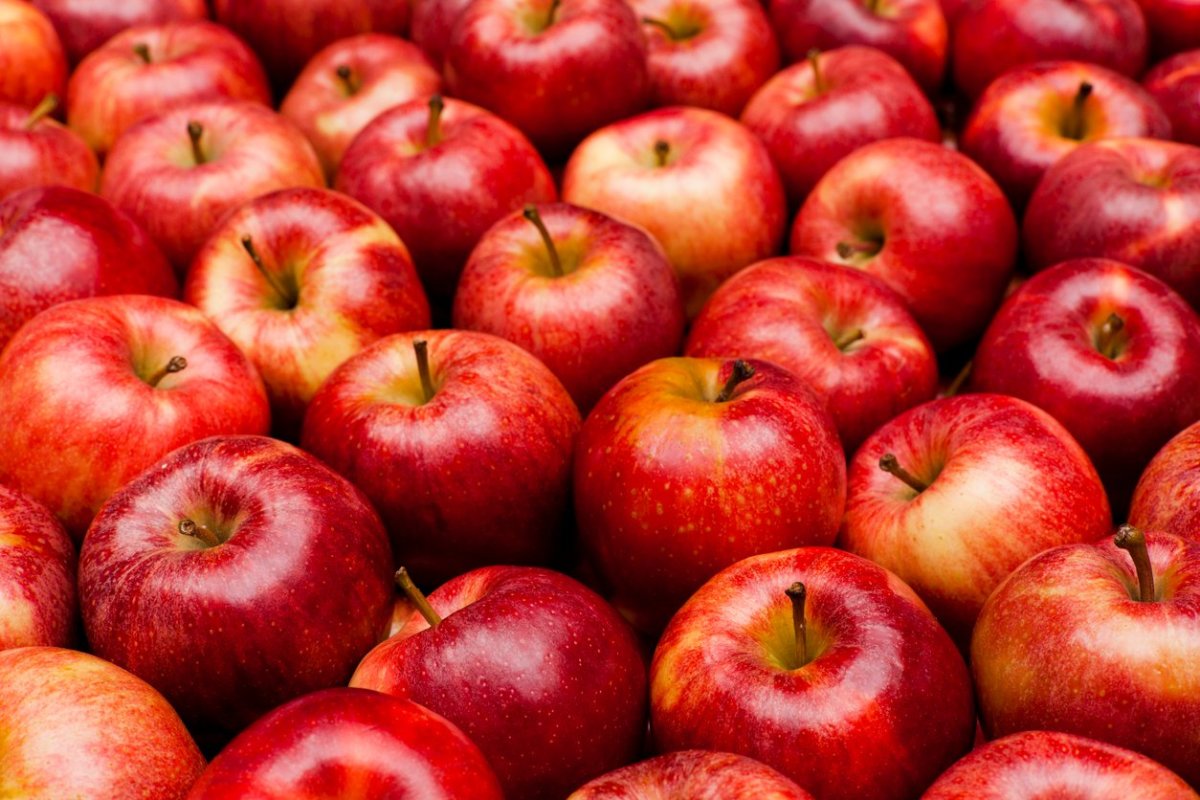Apple production declines in Dhorpatan area